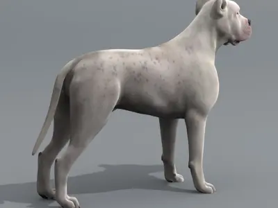  12 Dogs Collection (2) 