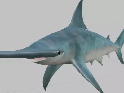 Hammerhead Shark 3D model order
