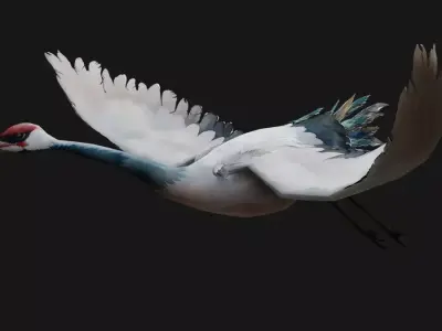 Pack 03 Bird Family Free low-poly 3D model