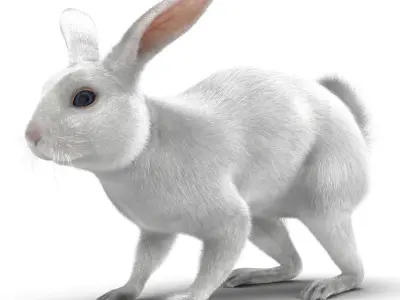 White Rabbit Rigged 3D model