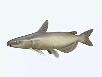 Cat Fish 3D model