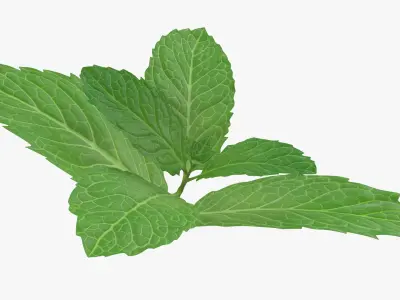  Fresh Mint Leaves 