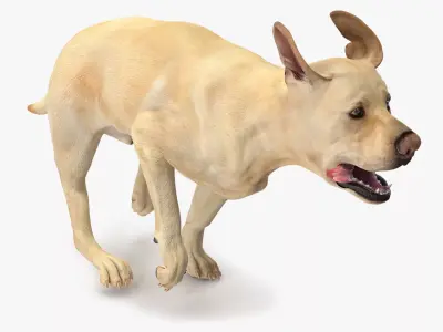 Running White Retriever Dog Animated Rigged for Cinema 4D 3D model