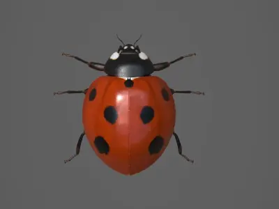 Ladybug 3d Model Low-poly 3D model