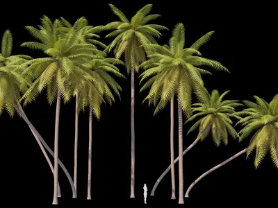 Palms Lowpoly Set 01 with LODs 3D model