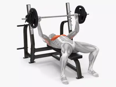 Male Muscular System Bench Press Animated Rigged 3D model