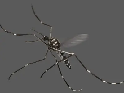 Mosquito Yellow Fever (Animated) 3D model