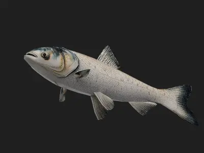 Carpfish Low-poly 3D model