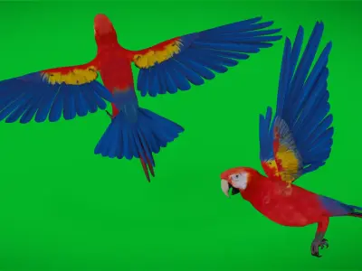 Scarlet Macaw Parrot  Low-poly 3D model