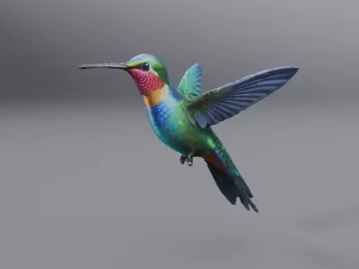 hummingbird 3D model buy