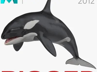 Killer Whale Rigged for Maya 3D model