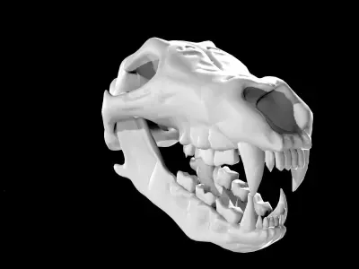 Bear Skull Low-poly 3D model