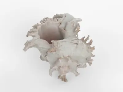 Photorealistic 3D scan of sea shell Low-poly 3D model