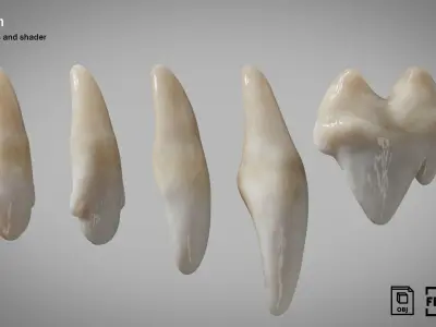 Dog teeth 5 pieces  PBR Low-poly 3D model