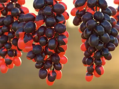  Grapes Collection 3 