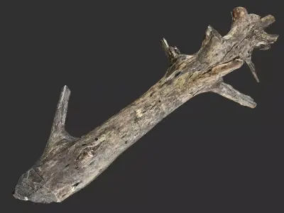 Tree trunk 3D scan 3D model