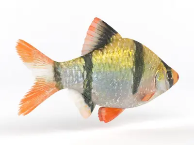 Tiger Barb Fish 3D model get