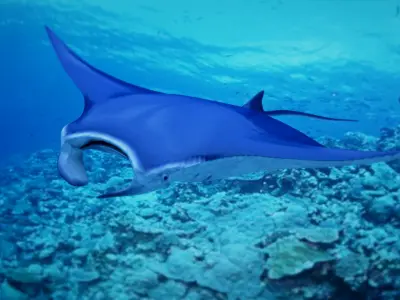 Mobula 3D model