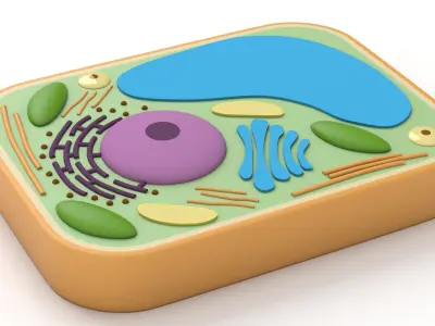 Plant Cell v2 3D model