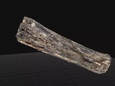 Withered piece of tree wood 3d scan highpoly 3D model