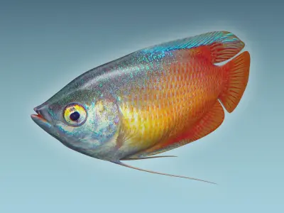 Gurame Fish 3D model