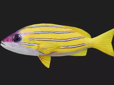 Snapper Low-poly 3D model 18