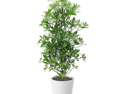  Nora Dwarf Umbrella Tree Potted Plant Model  purchase