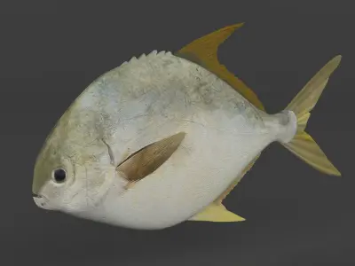 Fish Pompano 3D model