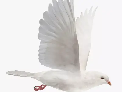 Pigeon Low-poly 3D model 4