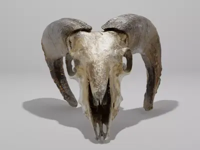 Skull ram Low-poly 3D model