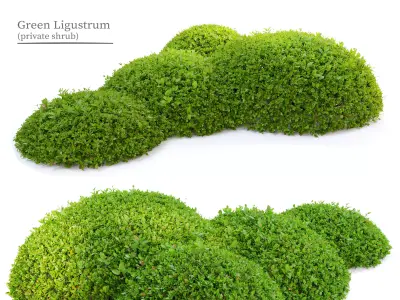 Green Ligustrum 3D model
