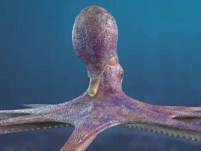 Octopus  purchase 3D model