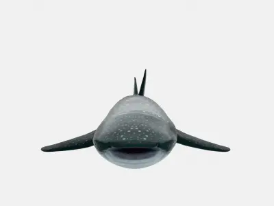 Animated Whale Shark 3D Model Game Ready Low-poly 3D model