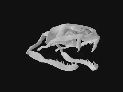 Snake skull 3D model