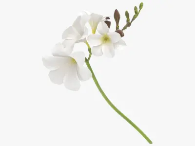  Freesia - White 