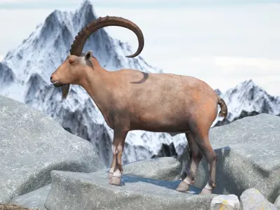 Alpine Ibex Stand Pose 3D model