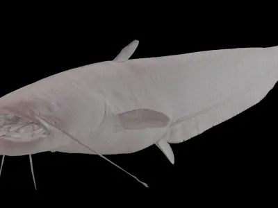 Fish Amur catfish Move 1 3D model