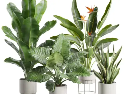 Indoor Plants Pack 103 3D model