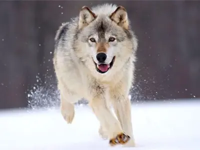 wolf pendant FREE Free 3D print model