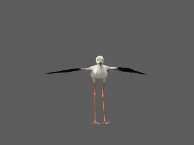 Realistic Stilt bird with feather 3D model