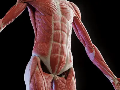 Female Muscular and Skeletal Systems 3D model