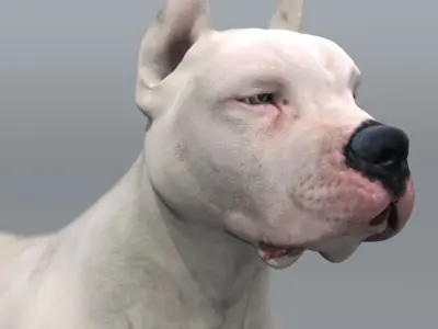  12 Dogs Collection (2) 