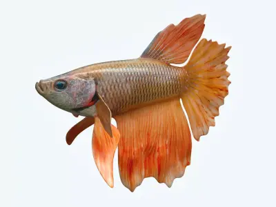 Betta Fish 7 3D model