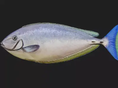 Unicornfish Low-poly 3D model