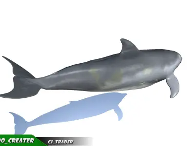 Low-Poly Bottlenose Dolphin Rigged Animated 3D model Low-poly 3D model