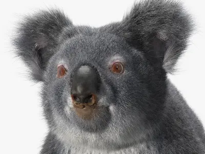 Koala 3D model order