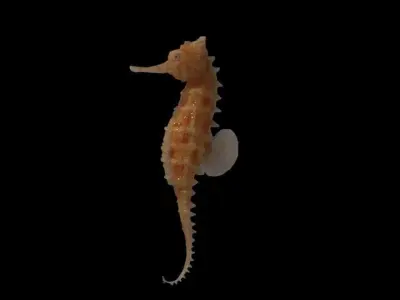 seahorse 3D model 2