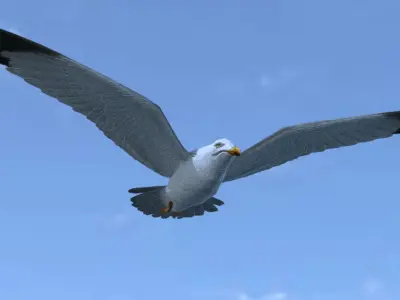 Low poly animated seagull Low-poly 3D model