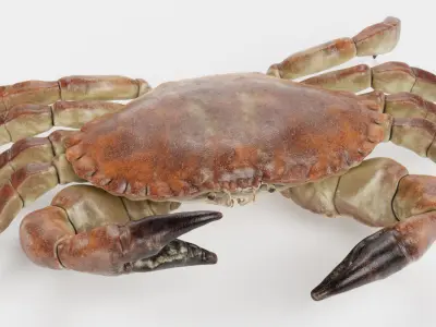 Edible Crab Rigged 3D model