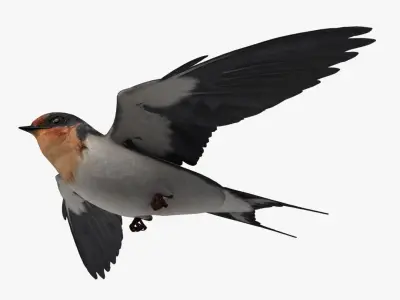 Hirundo Rustica 'Barn Swallow' 3D model